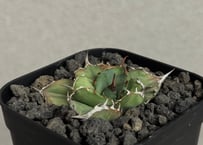 アガベ・チタノタ 寛葉厳竜（子株）-001｜Titanota Genryu_wide leaf