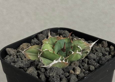 CATEGORY agave｜アガベ | Plus_Plants STORE