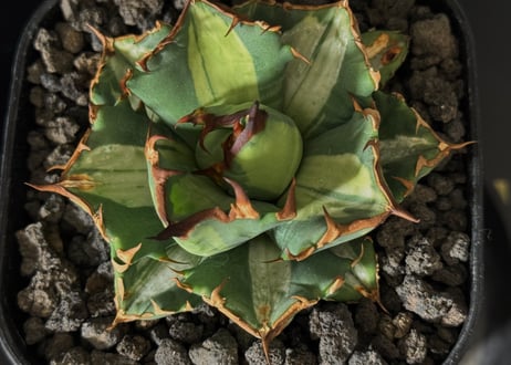 アガベ・チタノタ　姫厳竜白中斑（小株）-001｜agave titanota dwarf  mediopicta