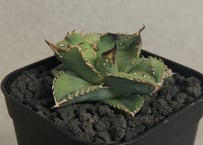 Caesar 親株 Yahoo!オークション - アガベ チタノタ 毒刺産シーザー カエサル