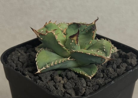 CATEGORY Titanota alligator snapper｜鰐亀 | Plus_P