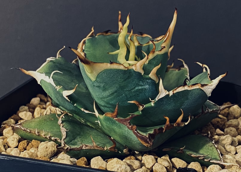 AGAVE TITANOTA HADES アガベ　チタノタ　ハデス