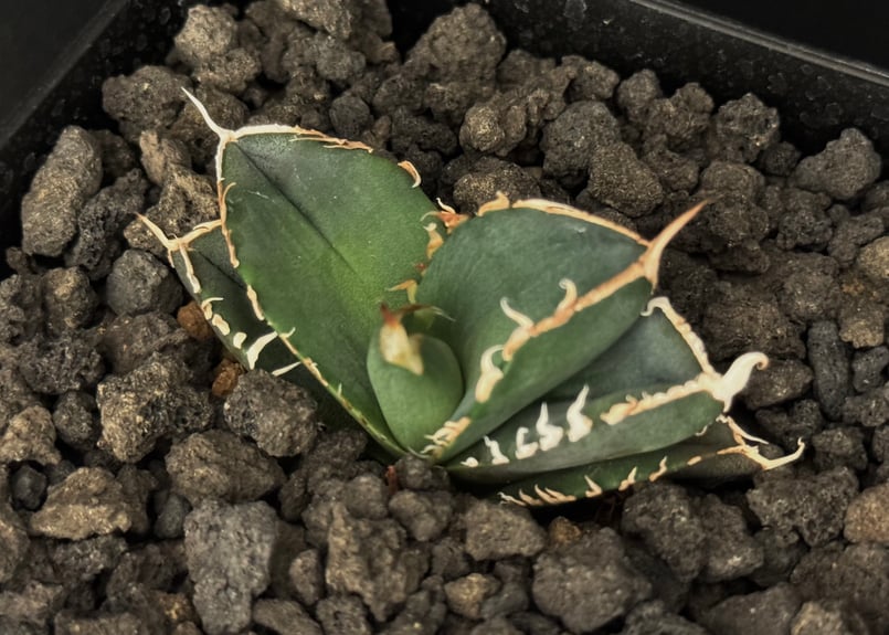 アガベ チタノタ 緑幽霊 oc大子株 9株同梱 おまけ付き アガベ チタノタ 緑幽霊 oc大子株 9株同梱 おまけ付き アガベ