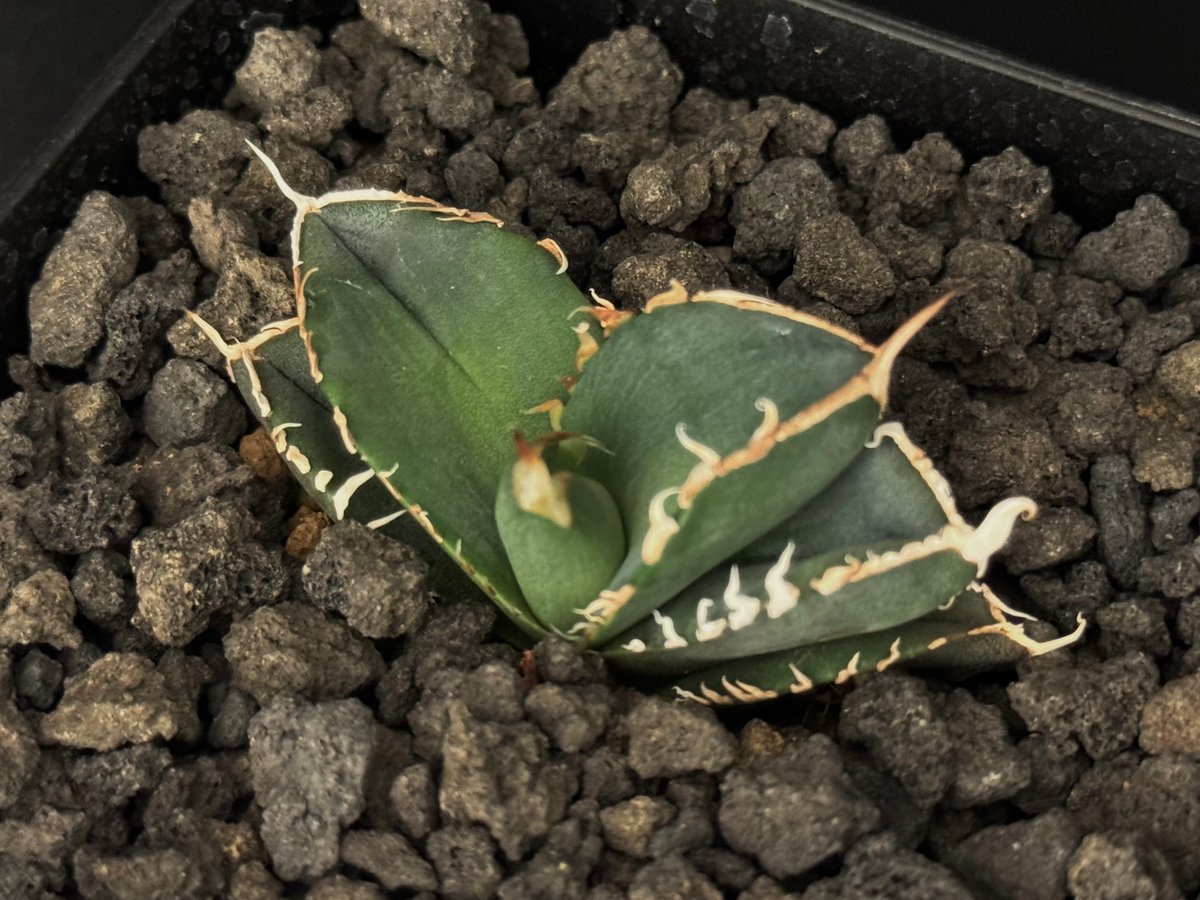 アガベ オテロイ Green Ghost 緑幽霊 大株出品 アガベ・チタノタ 緑幽霊（芽）-005｜agave titanota green