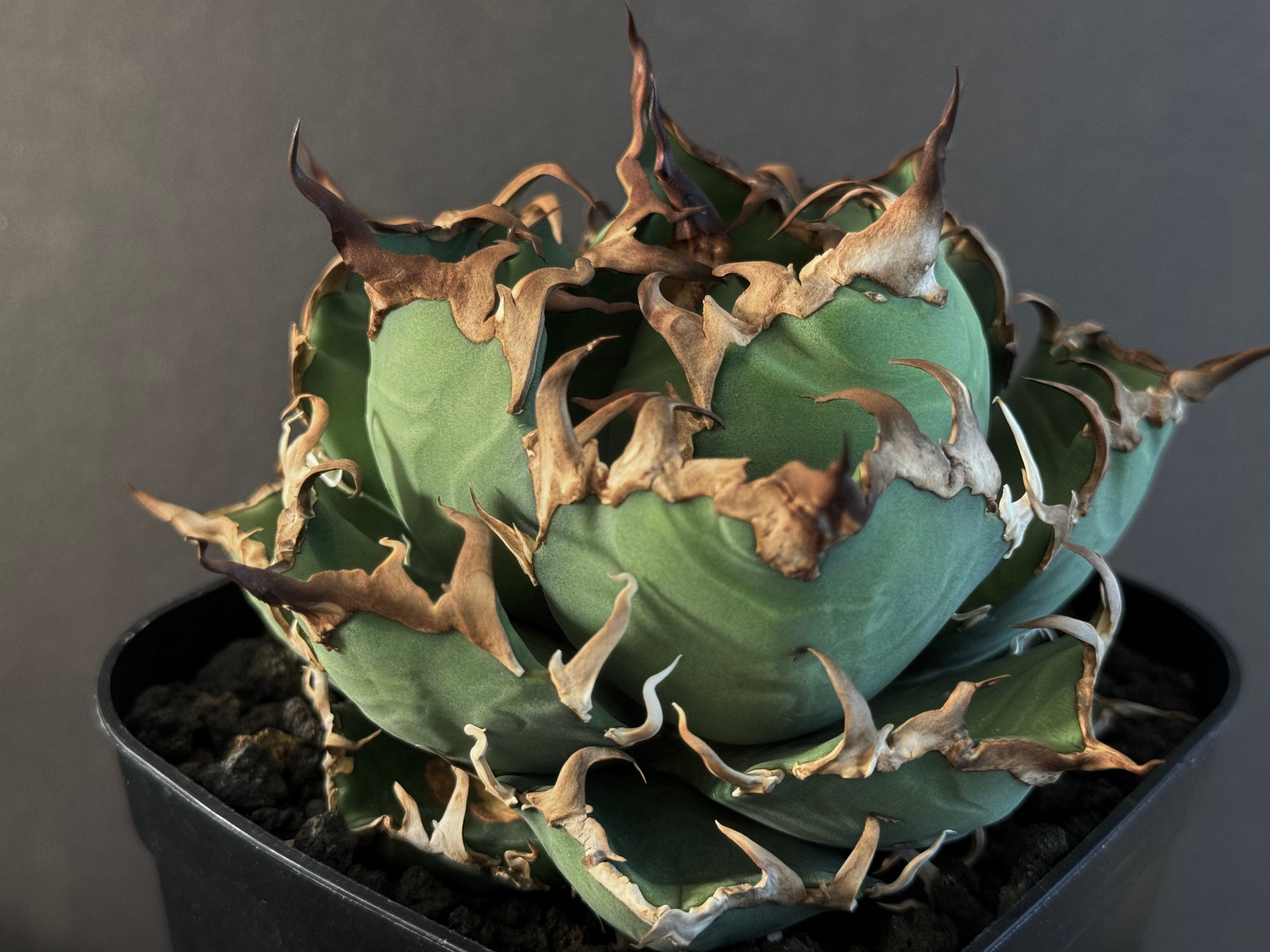 アガベ・チタノタ シーザー/凱撒(中)-044｜agave titanota caesar |