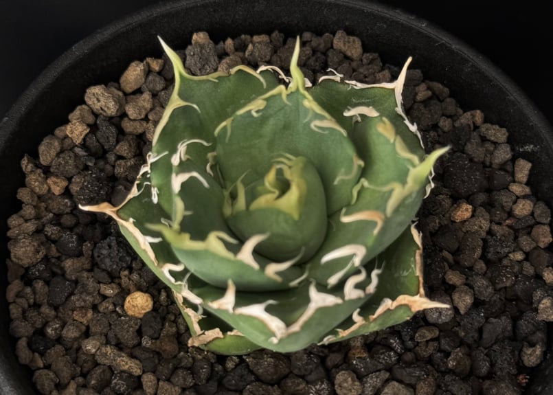 アガベ・チタノタ 緑水鬼(芽)-001｜agave green submariner | Pl