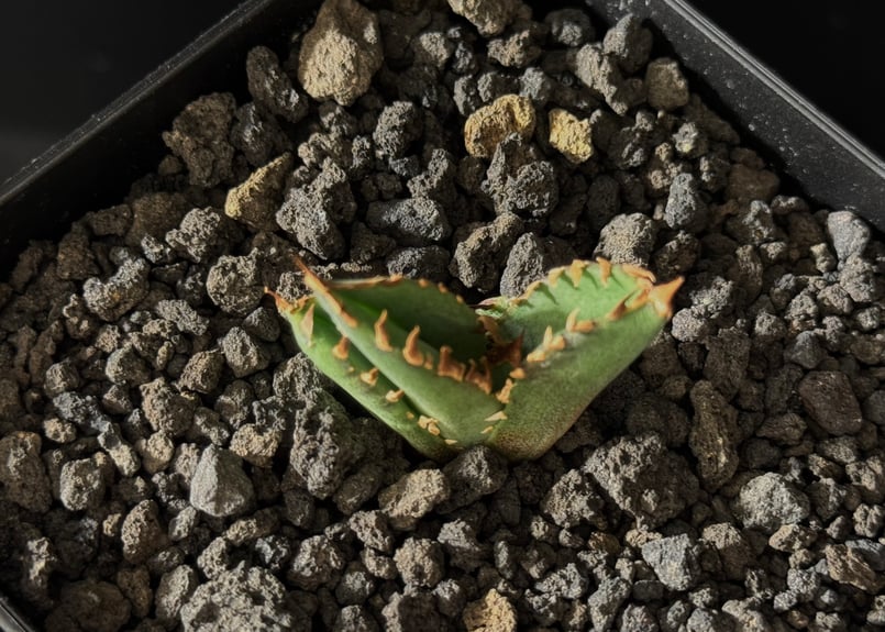 アガベ・チタノタ 皇冠(台湾Lize血統)-007｜agave titanota Crown