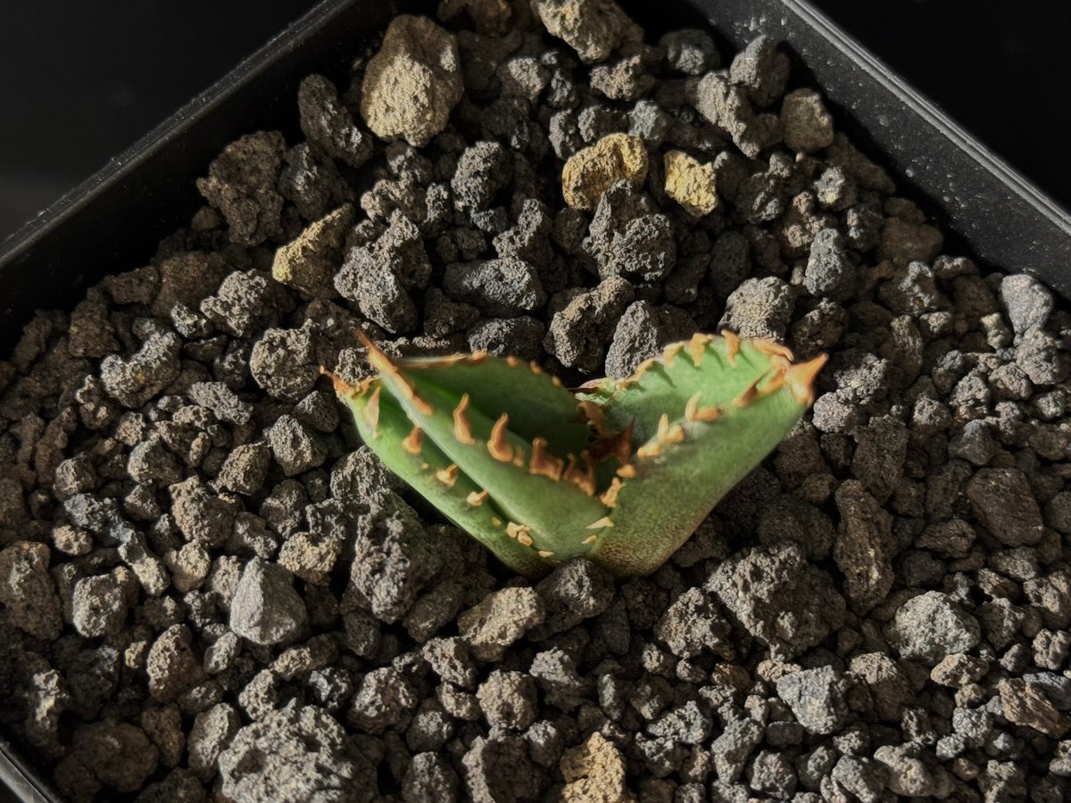 アガベ　チタノタ　皇冠　クラウン　lize(ライズ)血統① 発根済み アガベ・チタノタ 皇冠(台湾Lize血統)-008｜agave titanota