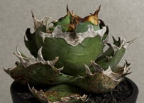 アガベ・チタノタ ビースト-001（芽）｜agave titanota beast | Plu