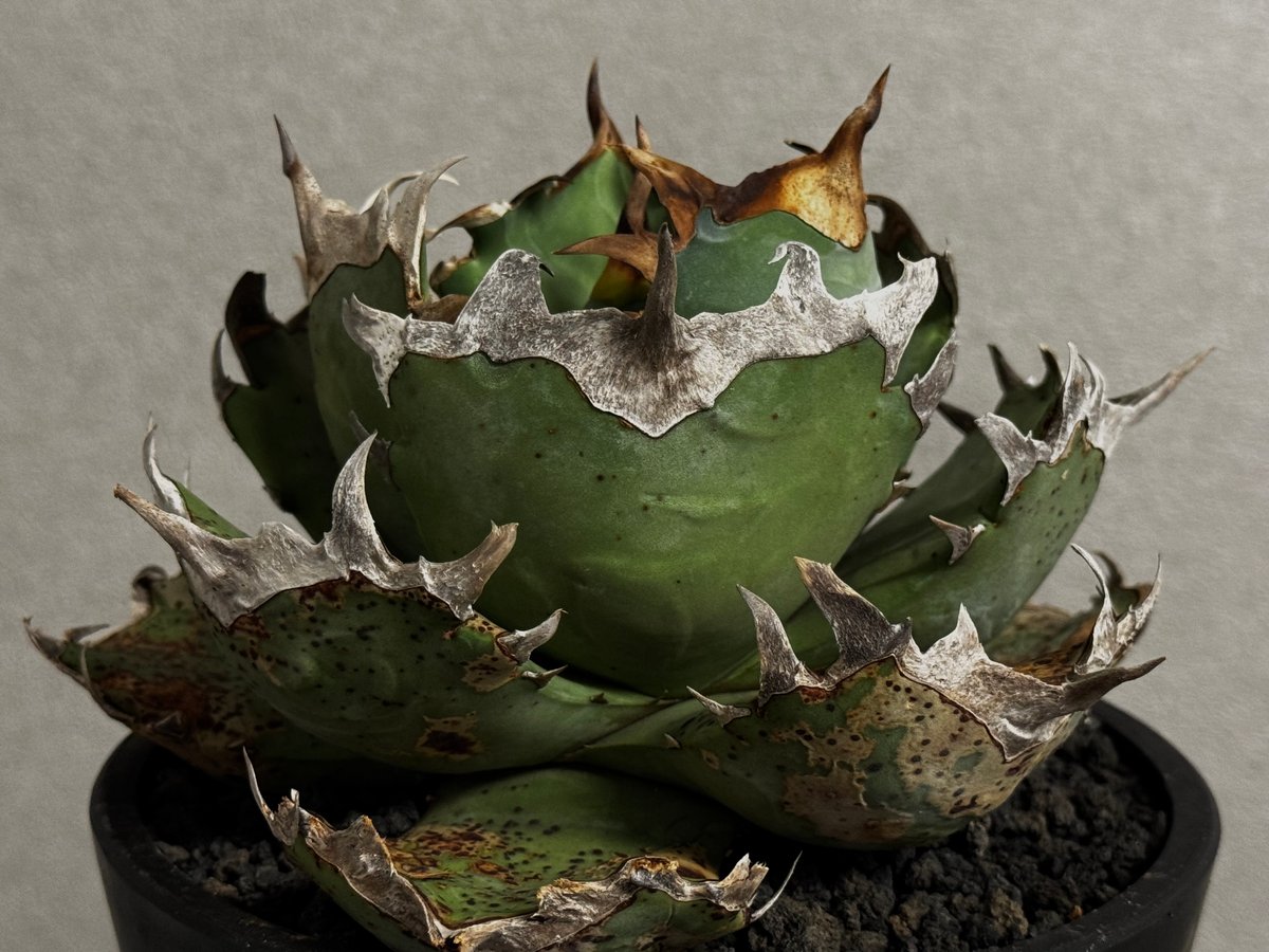 アガベ・チタノタ 阿修羅-020｜Agave titanota ashura | Plus_P