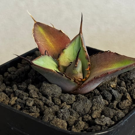 恐竜牙歯 | STORES