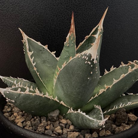 アガベ　パープソラム　帝釈天　大株 Agave purpusorum【アガベ・パープソラム・帝釈天】 | RIMO'S