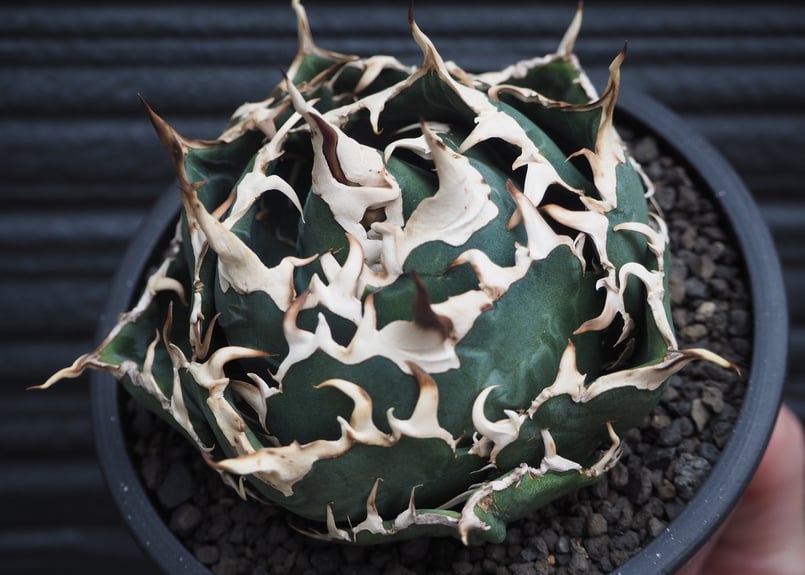 アガベ チタノタ 白鯨 ボールタイプ子株付き アガベ・チタノタ白鯨(ボールタイプ)中-064|agave titanota