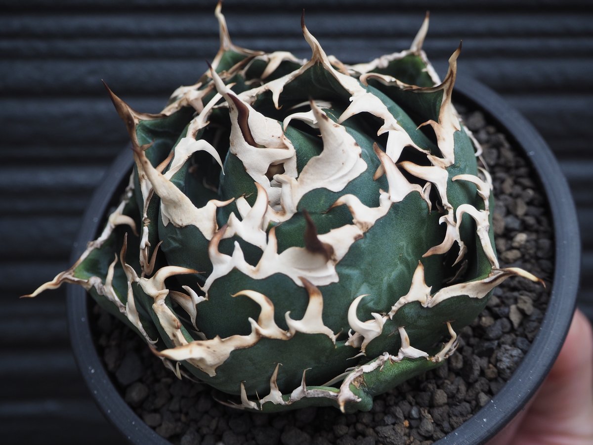 アガベ・チタノタ白鯨(ボールタイプ)中-064|agave titanota アガベ・チタノタ白鯨(ボールタイプ)中-064|agave titanota