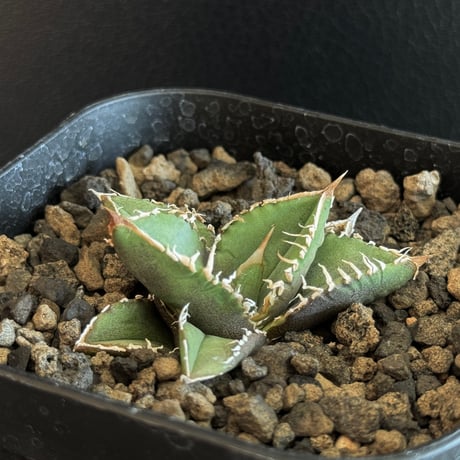 アガベ流星 | STORES