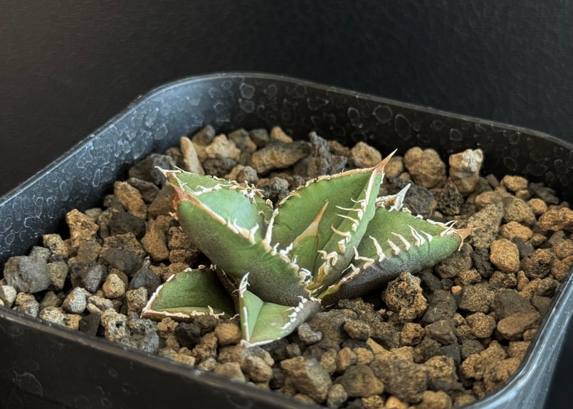 アガベ・チタノタ 流星(台湾Lize産)-001|agave titanota Meteor アガベ・チタノタ 流星(台湾Lize産)-001|agave titanota Meteor
