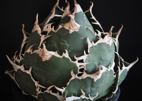 アガベ・チタノタ白鯨（ボールタイプ）大-063｜agave titanota white whale
