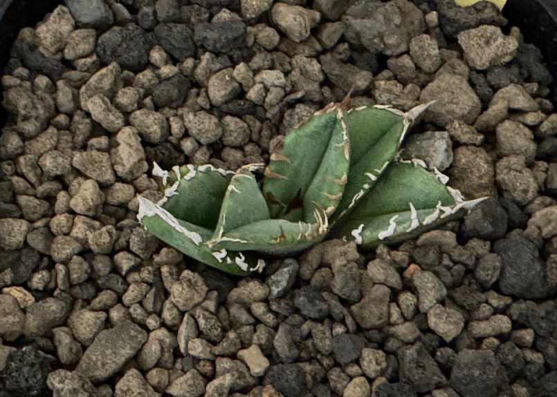 アガベ・チタノタ 皇冠(台湾Lize産)-004｜agave titanota Crown |...