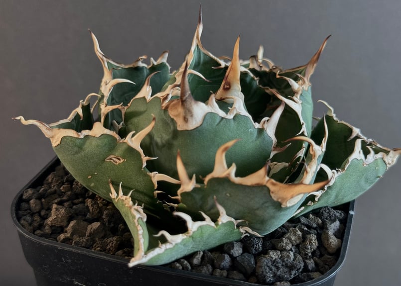 アガベ チタノタ 白鯨 綴化個体 アガベ チタノタ ''白鯨錦' 白覆輪