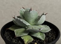 ＜Royal agave産＞アガベ・イシスメンシス （小株）-008｜ agave isthmensis