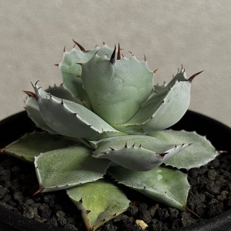 アガベイシスメンシス | STORES