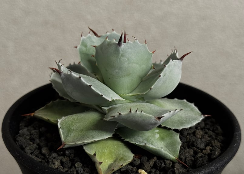Royal agave産＞アガベ・イシスメンシス （小株）-008｜ agave isthm