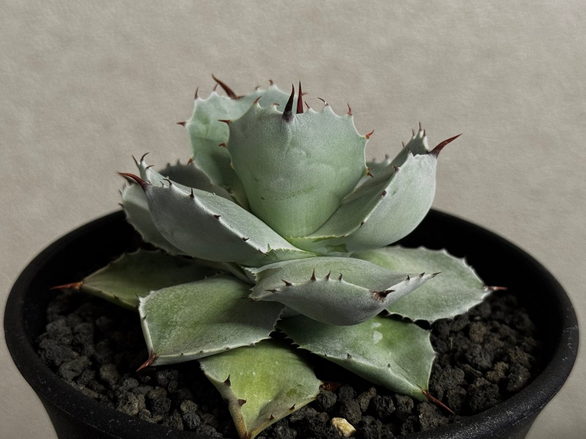 アガベ　イシスメンシス　大株 アガベイシスメンシス大株