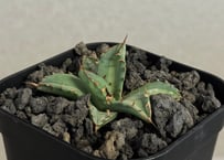 アガベ・チタノタ 達磨(芽)-002｜agave titanota DARUMA | Plus