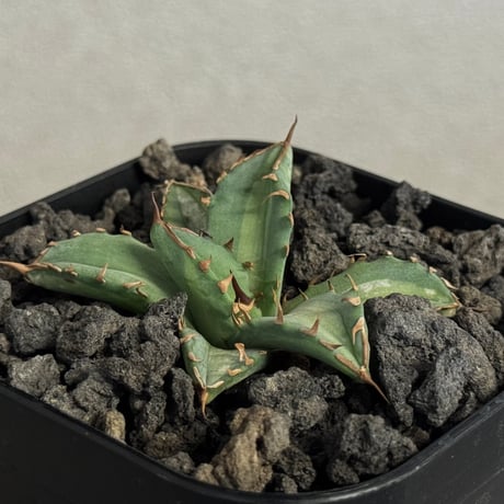 【goodtaniku】GT hybrid キシロ×姫厳竜 goodtaniku】GT hybrid キシロ×姫厳竜 アガベ チタノタ 姫厳竜