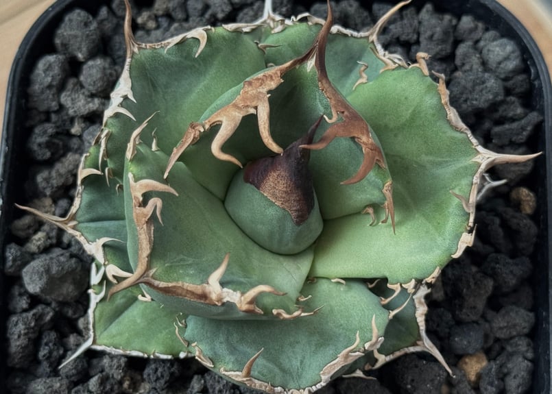 アガベ 尖った葉 緑 白い鉢 アガベに白い鉢を合わせるのがマイブーム🫶 Agave titanota from