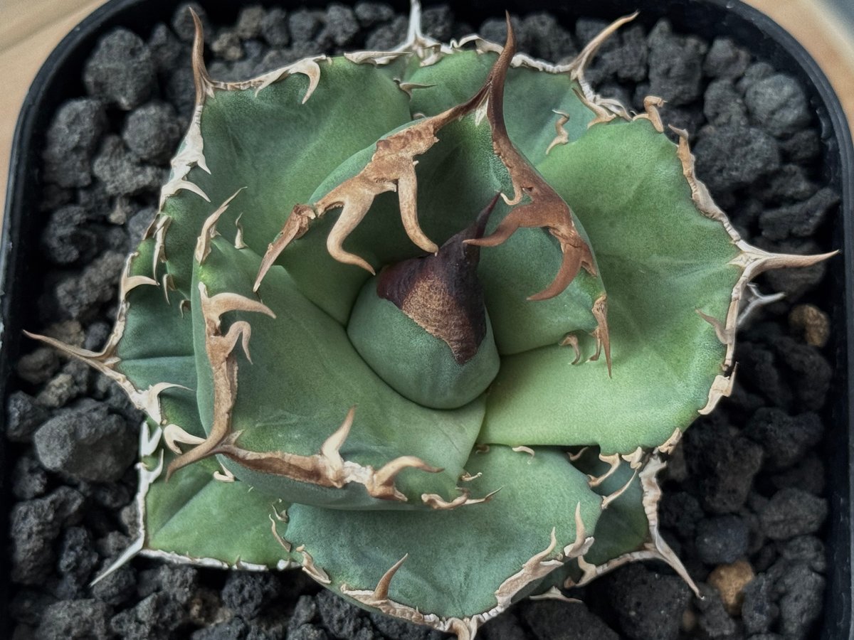 アガベ・チタノタ 白巫-003｜agave Titanota Wizard | Plus_Pl