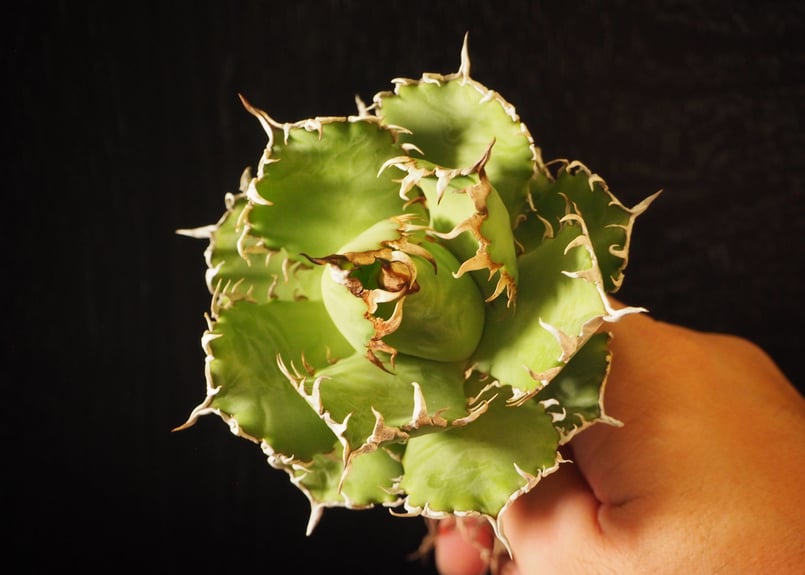 AGAVE  TITANOTA アガベ　チタノタ　フィリグリー　圓葉拇指