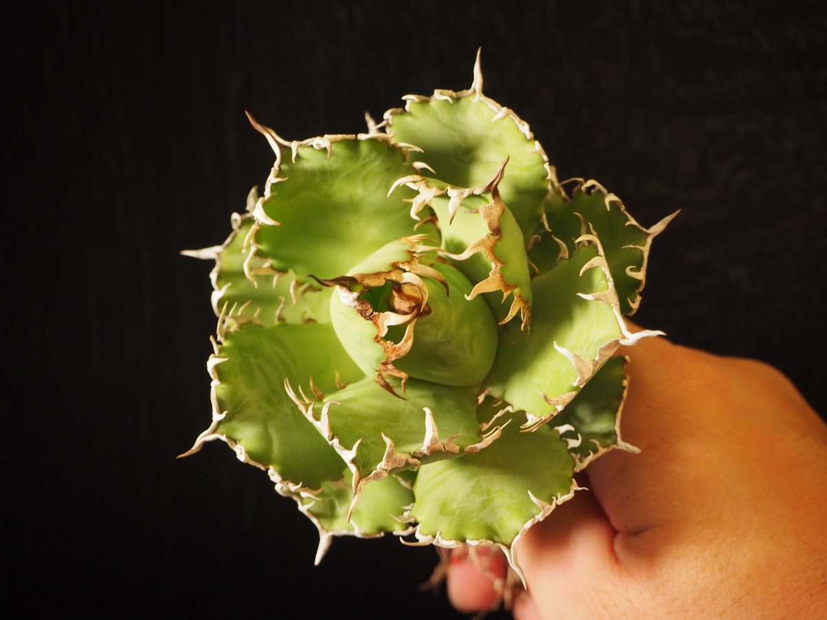 アガベ チタノタ フィリグリー Filigree 圓葉拇指 アガベ・チタノタ 圓葉拇指(フィリグリー)｜agave titanota