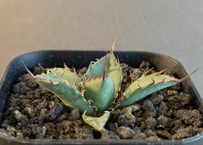 アガベ・チタノタ シーザー（凱撒）中-019｜agave titanota caesar |