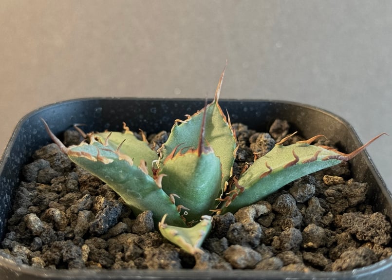アガベ・チタノタ 黒犀牛（芽）-035｜agave titanota black rhino