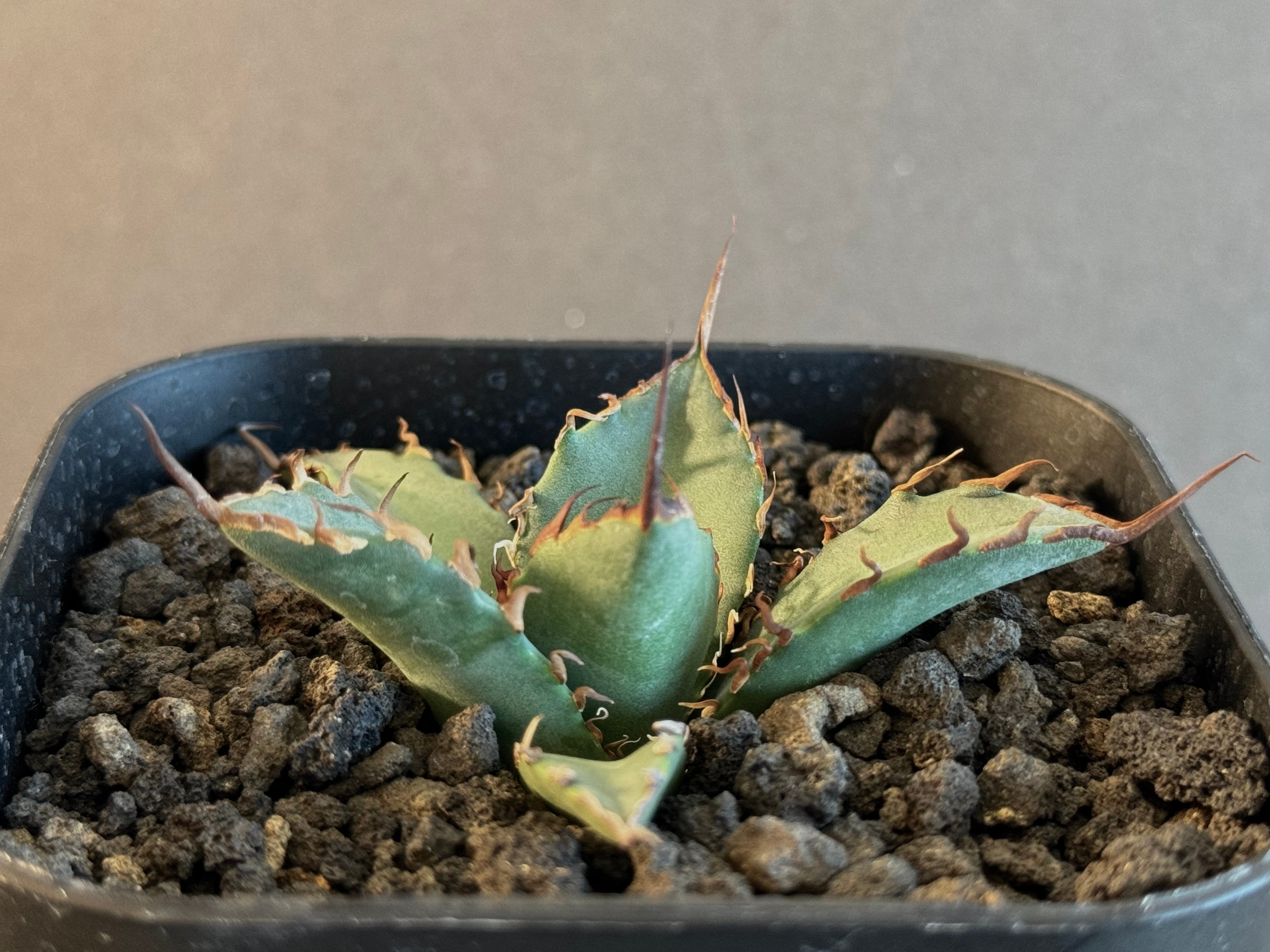 アガベ・チタノタ 黒犀牛（芽）-035｜agave titanota black rhino