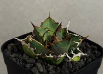 アガベ チタノタ 追星 Lize産 子株 アガベ・チタノタ 流星(台湾Lize産)-001｜agave titanota Meteor