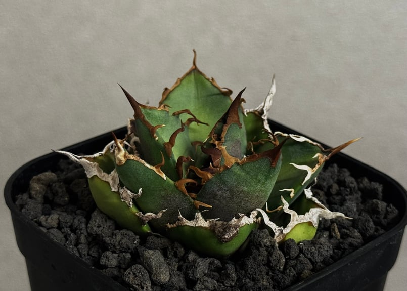 アガベ・チタノタ シーザー/凱撒（芽）-062｜agave titanota caesar |