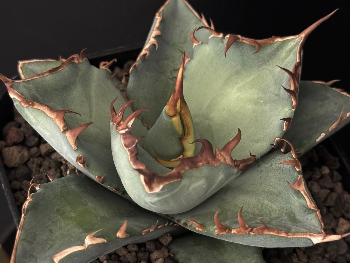 アガベ・チタノタ 阿修羅(小株)-017｜Agave titanota ashura | Pl