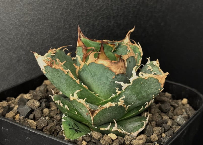 アガベ・チタノタ 疣猪/丸叶背刺（芽/大）-004｜agave titanota