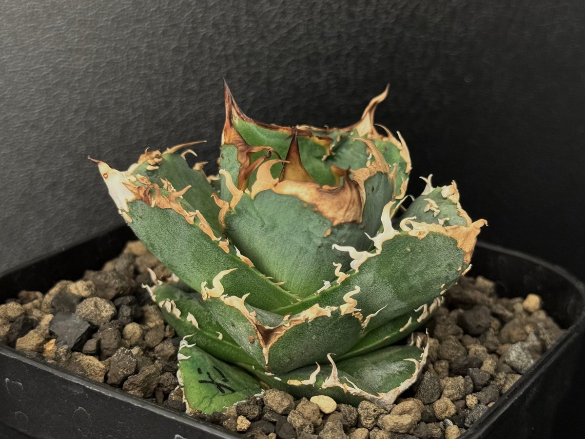 あ*り様 E19多肉植物アガベ チタノタ 疣猪 精選優良血統 50株同梱 fit=scale-down,w=1200