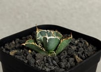 アガベ・チタノタ 星空（芽）-003｜agave titanota starry sky |