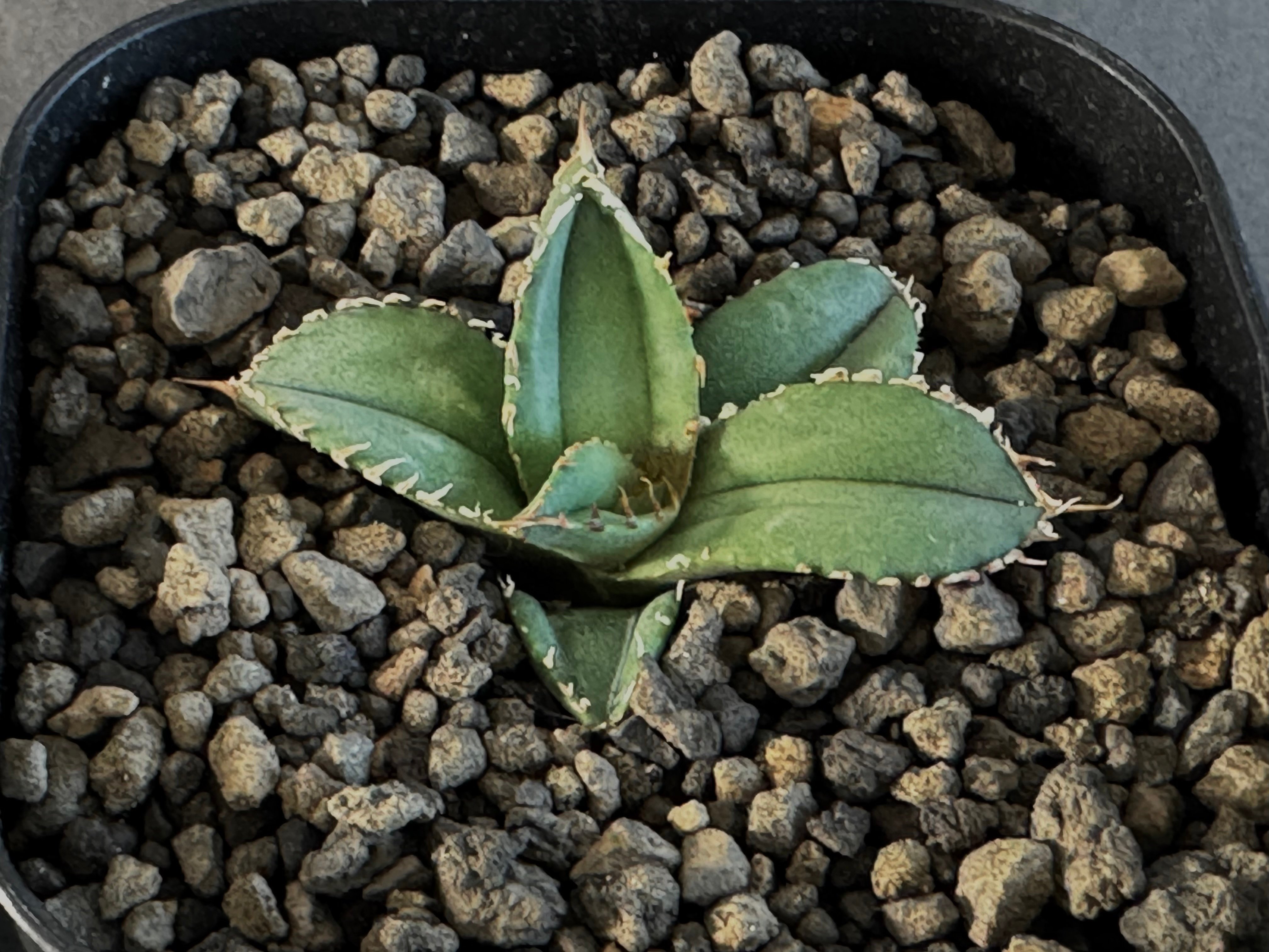 アガベ・チタノタ 鰐亀（芽）-001｜agave titanota alligator sna
