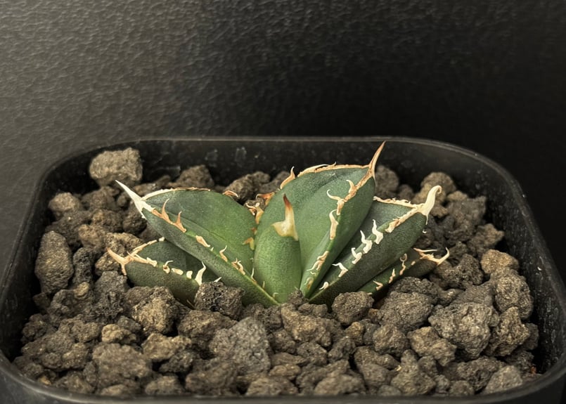 アガベ・チタノタ 緑幽霊(芽)-001|agave titanota green アガベ・チタノタ 緑幽霊(芽)-001|agave titanota green