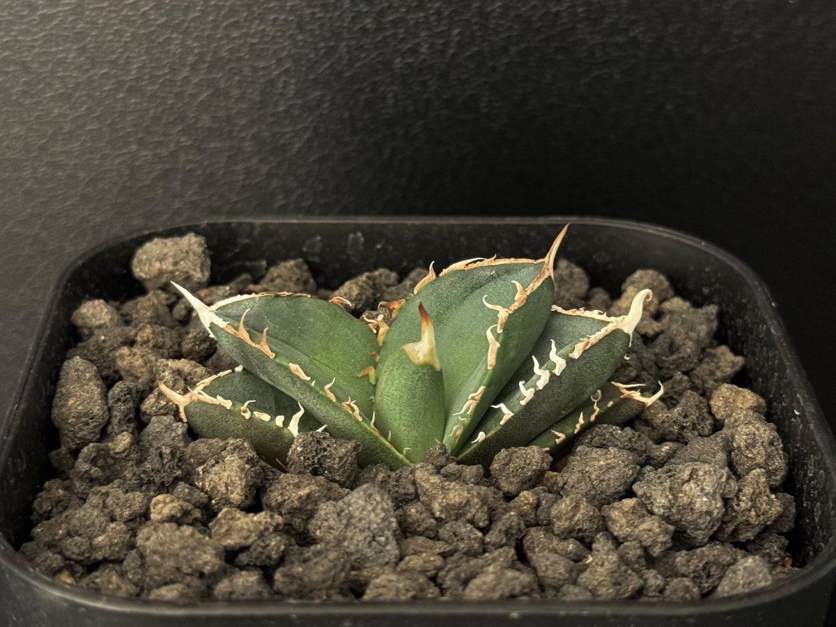 アガベ・チタノタ 緑幽霊（芽）-001｜agave titanota green