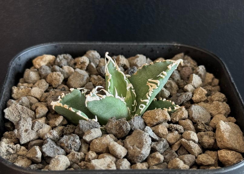 アガベ・チタノタ 白毫刺（芽）-005｜agave titanota
