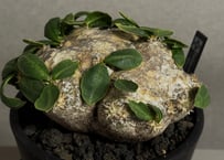 アガベ・チタノタ 大白鯊／Lize血統（芽）-007｜agave titanota 大白鯊