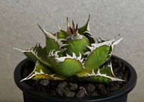 ◆厳選◆アガベ・チタノタ 海王（中株）-036｜agave titanota aqua man