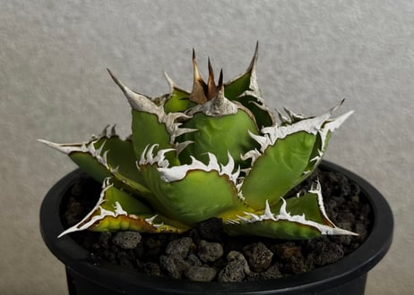 ◆厳選◆アガベ・チタノタ 海王（中株）-036｜agave titanota aqua man