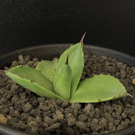 アガベハイブリッド | STORES